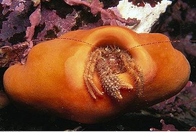 《格兰蒂亚1 & 2 高清重制版》 在Steam平台追加简繁中文