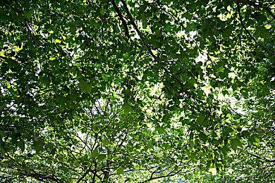 瞎了！《Apex英雄》玩家自制无兜帽版沃特森